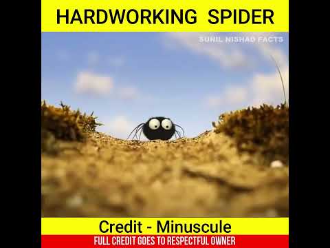 मेहनती मकड़ी 🕷 #shorts #short #knowledge #shortvideo #viral @MRINDIANHACKER @CrazyXYZ