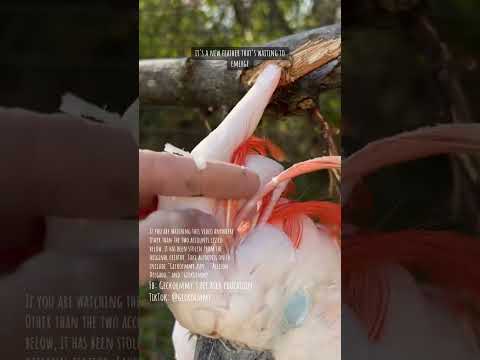 Let's finish preening a cockatoo's  crest feathers. So relaxing!