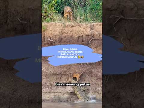 Anak Singa Ini Berjuang Hidup, Tapi Alam Tak Memberi Ampun ๐ข๐ฆ
