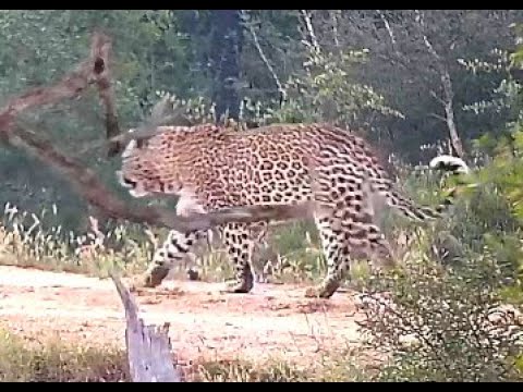 Leopard Molwati at Djuma. 19 April 2024