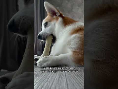 Пять причин не заводить собаку #корги #милюков #юмор #животные