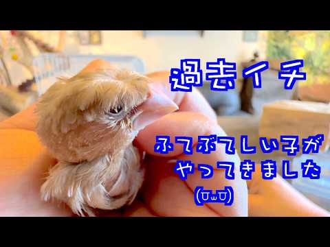 【ジュウシマツの幼鳥】コワモテとウラハラ?過去イチ甘えん坊な幼鳥ちゃん⁽⁽ (♡ˊᵕˋ♡) ⁾⁾ My most spoiled young bird ♡*.+