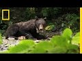 Wild Chronicles: Bear Tracking and Behavior
