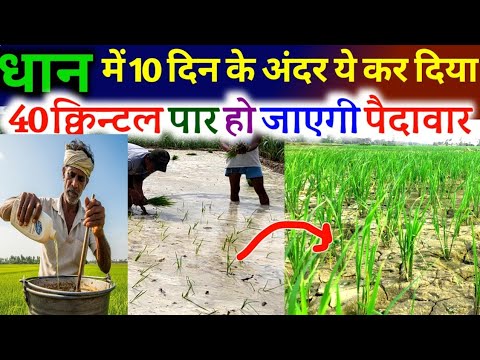धान रोपाई के 10 दिन के भीतर ये काम कर लिए 40 कल्लो से ऊपर निकलेंगे