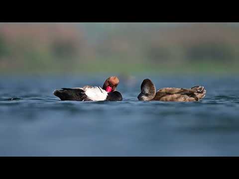 Birds Photography | wildlife videography with the Nikon camera