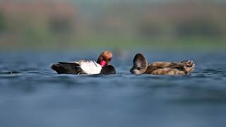 Birds Photography | wildlife videography with the Nikon camera