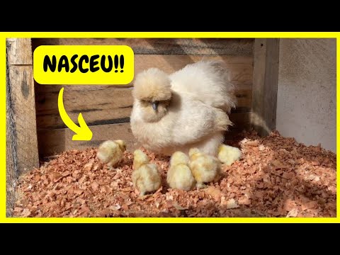 Pintinhos Exóticos e Fofos - Nasceram os Sedosos do Japão - Galinha Silkie | Gutejando