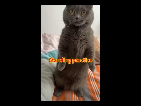 Standing practice#cat #funny #shorts #subscribe