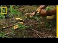 Mushroom Spore Journey and Discovery