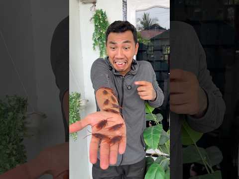 adik di gigit kecoa joget