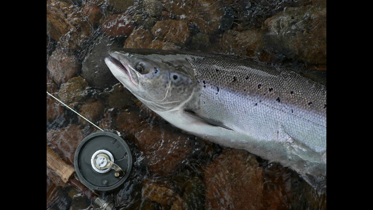 West Coast Newfoundland Salmon - The New Fly Fisher