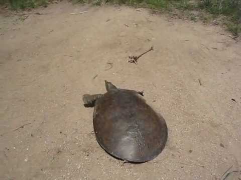 SUPER FAST TURTLE