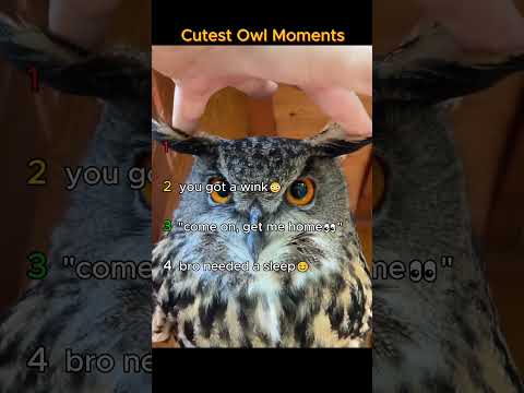 Cutest owl moments❣️