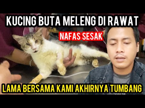 Astagfirullah Kucing Buta Meleng Tiba-Tiba Sakit Darurat Harus Di Rawat Di Klinik..‼️