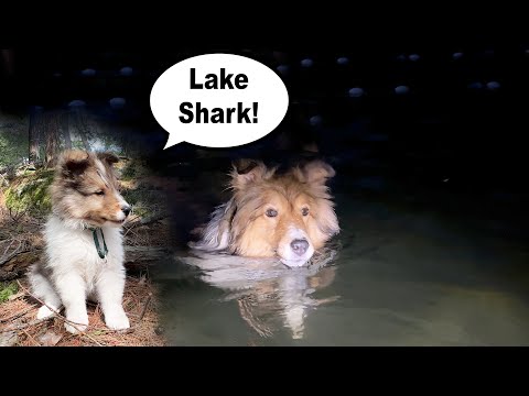 "Lake Shark!" - swimming in DARK!  Camping part 2 -Cricket Chronicles e301