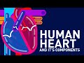 Human Heart Structure and Function