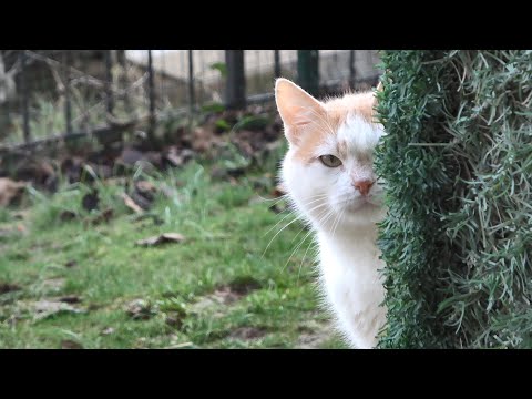 D'Artagnan "The Staring Cat" is mad at me for taking him to the vet !!