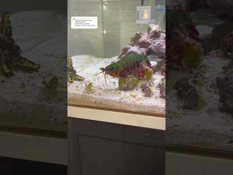 Shrimp uses INSTANT TRANSMISSION!?