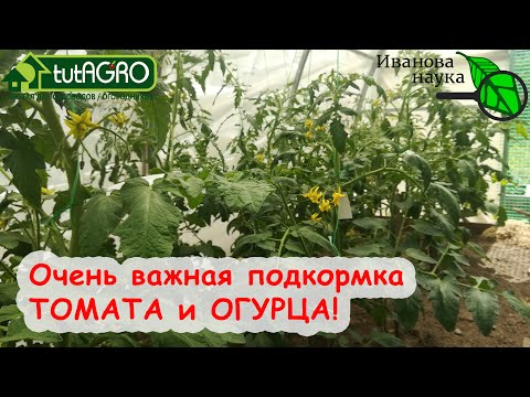 Самая главная подкормка томатов и огурцов в июне! Овощи завалят урожаем и будут очень вкусные!