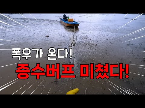 폭우가 내린다고 해서 바로 강으로 달려갔습니다! 물색만 변하면 통발이 집인 줄 알고 허겁지겁 들어오네요!