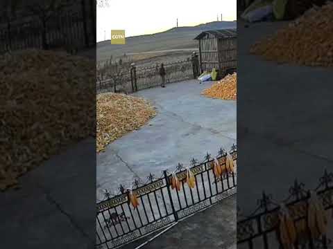 Terrifying Encounter: Tiger charges through gate, resident flees in NE China