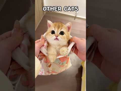 The kitten is really cute!!! #cat #cats #cute #pets #funny #kitten #animals #fun