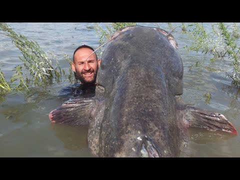 GIGANTESCO SILURO RECORD 120 kg x 2,63 mt. RIVER MONSTER - HD by YURI GRISENDI
