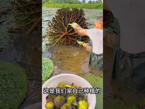 Escaping the Rat Race: Discover the Beauty of Gorgon Harvesting and Rural Life