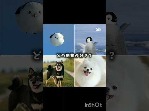 どの動物が好き？#バズれ #柴犬 #ペンギン #ポメラニアン #シマエナガ