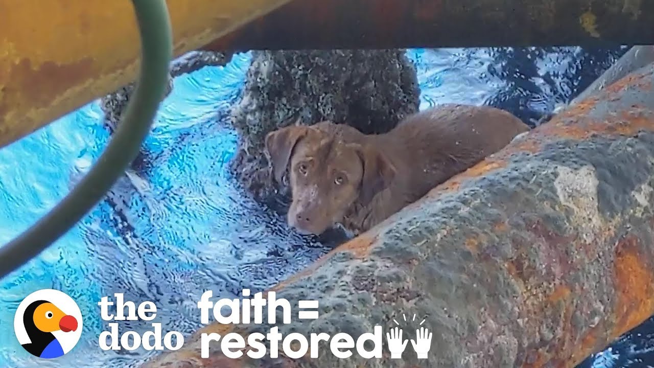 Guy Finds Dog Swimming 135 Miles Offshore and Becomes His Dad Faith = Restored