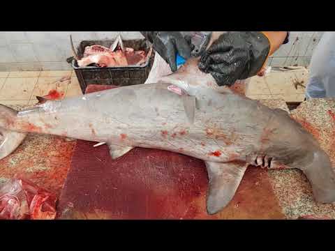 Hammerhead Shark Filleting।। Massive Hammerhead Shark Cutting। Scalloped Hammerhead Shark Cutting