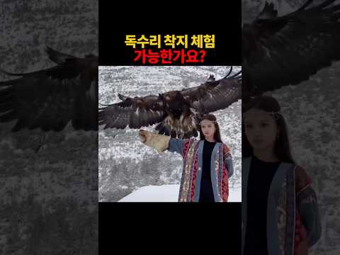 독수리 착지 체험 가능한가요?