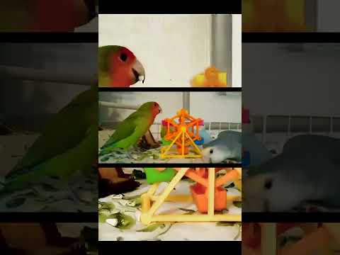 今日のインコ【切り抜き】
