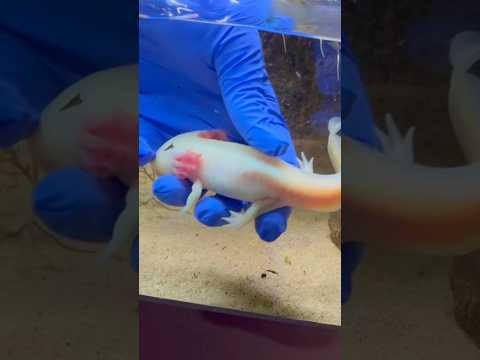 My axolotl got sick!!! 😨🤒 #axolotl #amphibian #reptiles