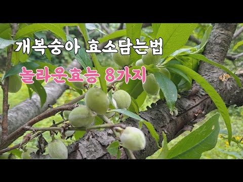 개복숭아 효소담는법/ 간 기관지에 최고!