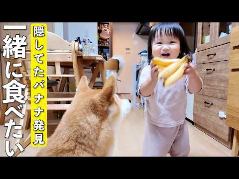 隠されていたバナナを発見してテンション爆上がりする2歳児と柴犬が可愛過ぎましたw