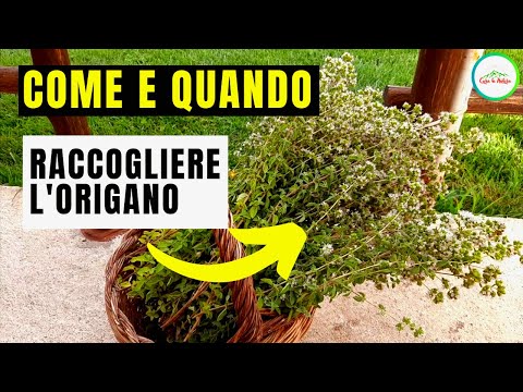 Come e Quando Si Raccoglie L'ORIGANO Per ESSICCARLO