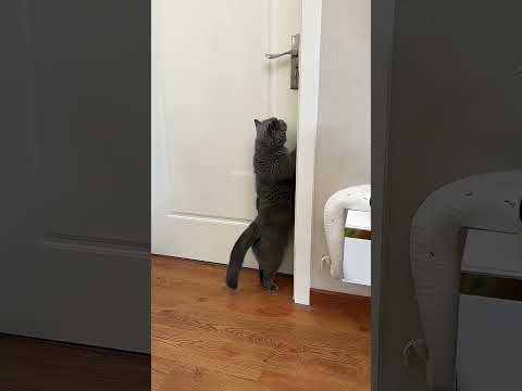 This Cat Completely Lost Its Mind After Seeing Twins 😹