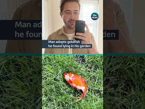 A fan has even made an X account for Alice the goldfish  #itvnews #pet #goldfish