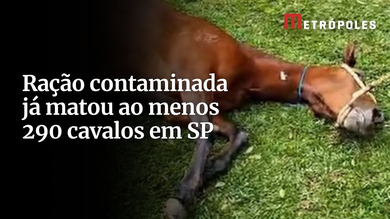 Ração contaminada já matou ao menos 290 cavalos em SP