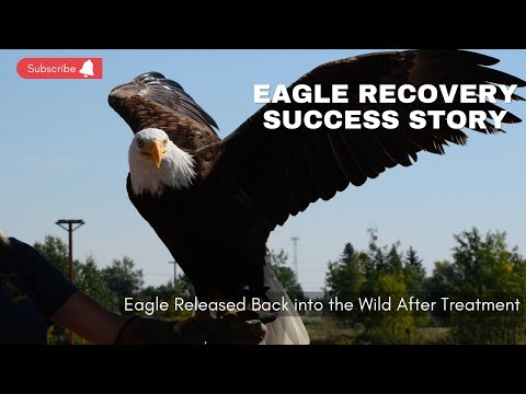 A New Beginning: See a Rehabilitated Eagle Return to the Wild #wildlife #viral #eagle