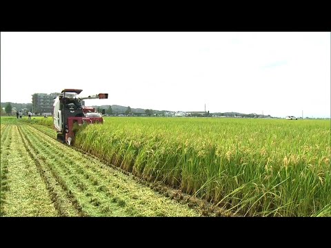稲刈り進捗率は9月17日現在で2.6% 長雨で作業に遅れもみられ県が計画的な収穫などを呼びかけ 宮城