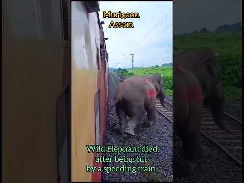 Wild Elephant killed after being hit by speeding train #shorts #assam #train #samrattourworld