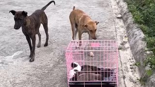 Natuklasan narin ni fiona na ang nga anak niya ay nasa atin