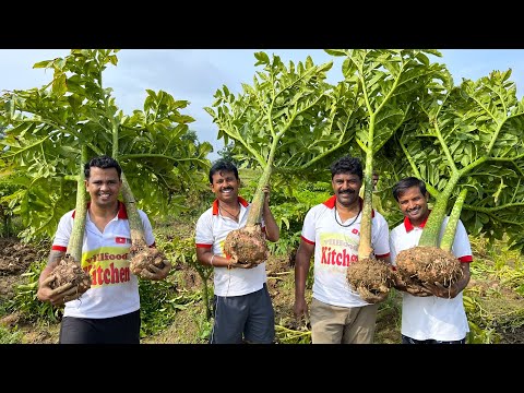 মাঠ থেকে ওলকচু তুলে চিংড়ি মাছ দিয়ে রান্না | Elephant foot with Prawn curry | villfood Kitchen