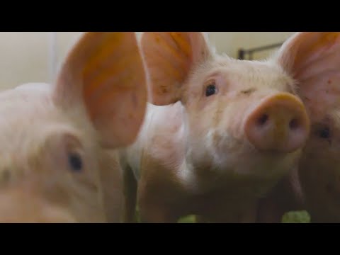 World Pork Expo Panel Trailer