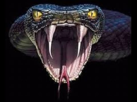 Pelicula        - Boa vs Python