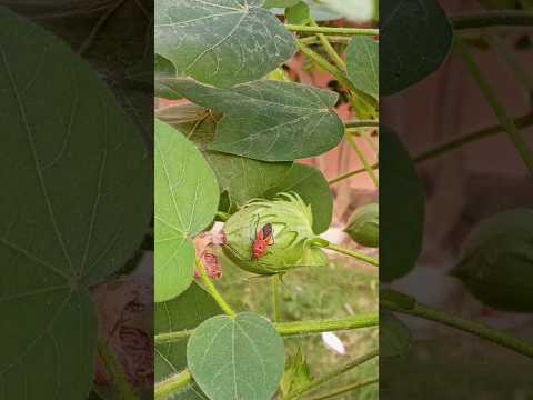Cotton plant 🌱 #cotton #plant #cottonplant #garden #nature