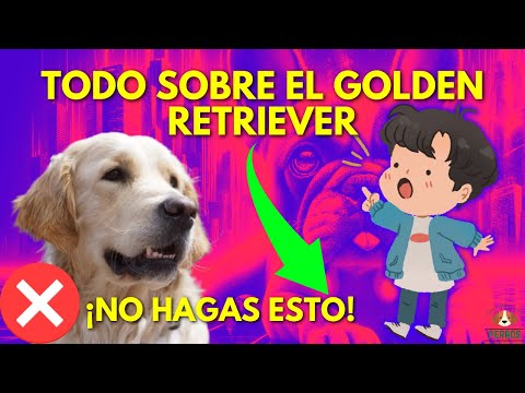 Golden Retriever // Características, Y Cuidados Top 10