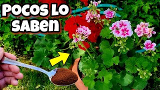 Desde que SUPE ESTO mis GERANIOS Crecen 100 veces + FUERTES y sin ORUGAS! Cuidados, Enraizar en agua